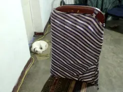 Amateur Best live sex cam show of lovetattoo