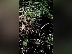 Amateur Live Porn of Dileilei2