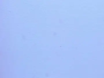 Bongacams Adult Webcam of MiaaDavis