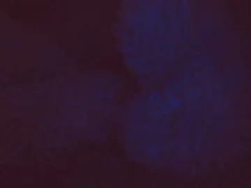 Bongacams Live Porn of belleblondx