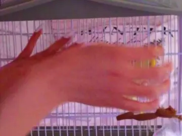 Bongacams Adult Video Chat of LauraDelight