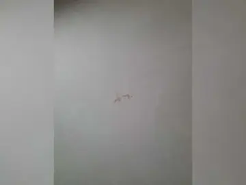 Bongacams Best Webcam of NoRules-Duo00