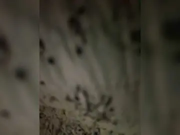 Bongacams Adult Video Chat of LittleToxic