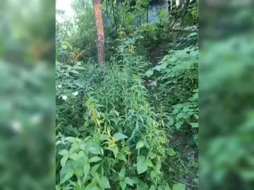 Bongacams Sex Cam of Hotpepper-Sweetpepper