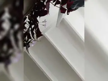 Bongacams Best live sex cam show of Duramapola