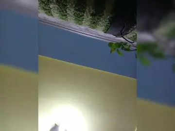 Bongacams Adult Webcams of Fox981