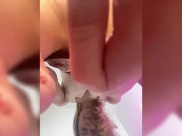 Bongacams Free Live Porn of Zoluszka