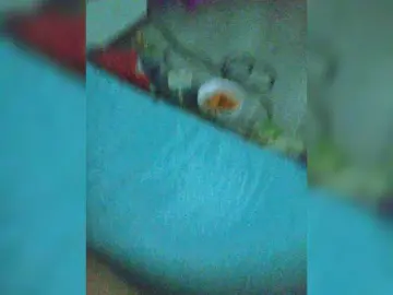 Bongacams Adult Webcams of Slipsy