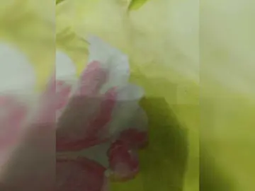 Bongacams Free Porn Cam of Szanet