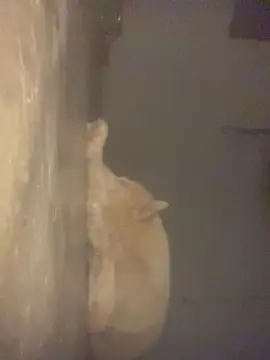 Cam4 Adult Webcams of MONSTER777DADDY