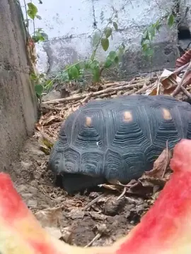 Cam4 Best live sex cam show of MONSTER777DADDY