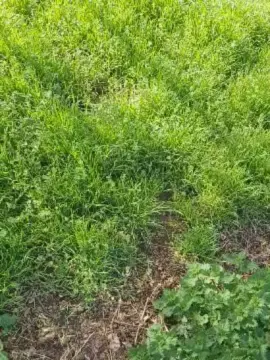 Cam4 Live Sex Cam of DePamplona2