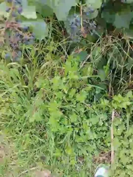 Cam4 Live Sex of Jop666