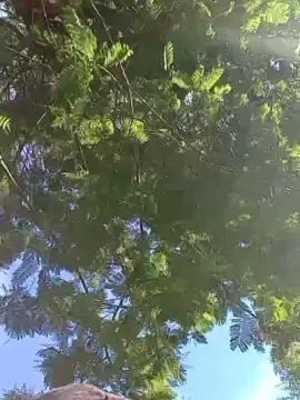 Cam4 Adult Webcam of Fsst4