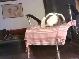 Cam4 Adult Webcam of vecchioporco7