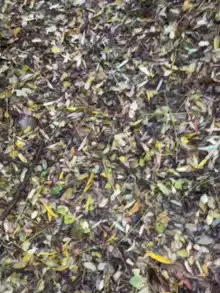 Cam4 Sex Cam of porcobg18