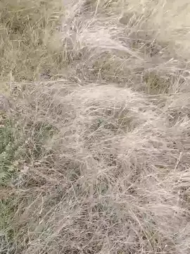 Cam4 Nude Webcam of Fenix00000