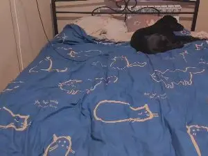 Cam4 Private Sex Chat of eva_zero