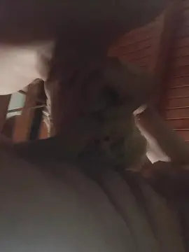 Cam4 Adult Webcam of pimpam18