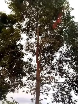 Cam4 Live Porn of Remote_live