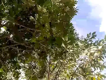 Cam4 Live Sex Cam of Remote_live