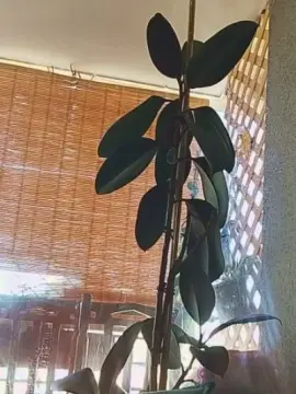 Cam4 Best live sex cam show of Babycaalientee