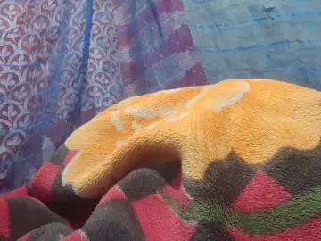 Cam4 Best live sex cam show of Sixpiar