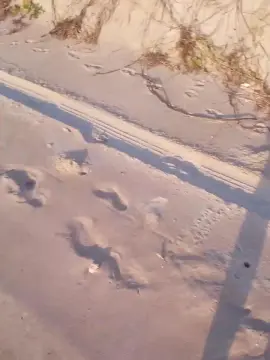 Cam4 Adult Video Chat of Daddy_capixaba