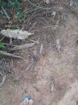 Cam4 Adult Webcam of Daddy_capixaba