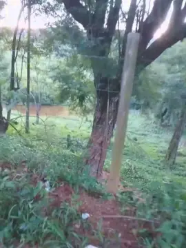 Cam4 Watch Live Sex Cams of Daddy_capixaba