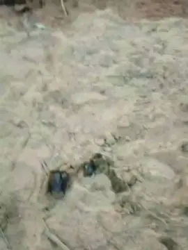 Cam4 Best live sex cam show of Daddy_capixaba