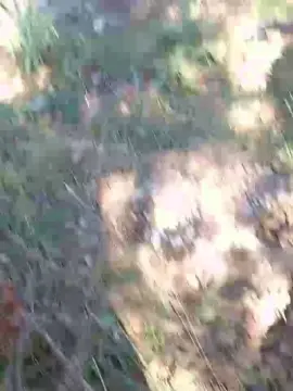 Cam4 Nude Webcam of osopajas2