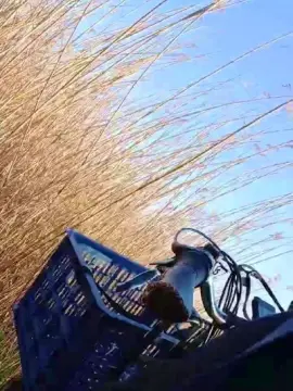 Cam4 Best live sex cam show of Geert1992