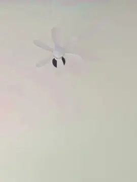 Cam4 Adult Video Chat of Jhol19