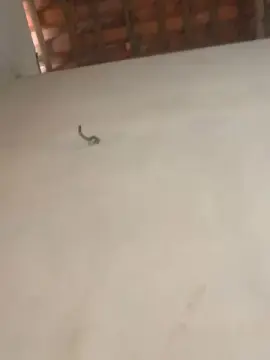 Cam4 Adult Webcam of Novinho18hot_