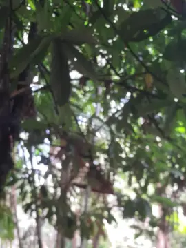 Cam4 Sex Cam of Guto6000