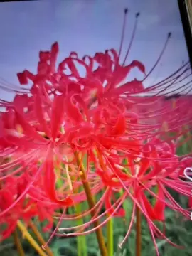 Cam4 Watch Live Sex Cams of kakaoonani19