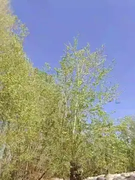 Cam4 Private Sex Chat of nudo_xxx