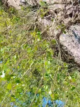 Cam4 Adult Webcam of nudo_xxx