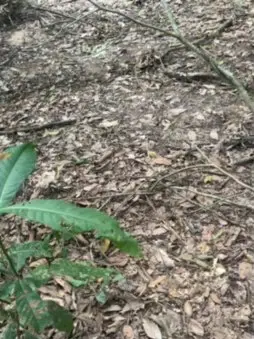 Cam4 Best Webcam of Batetoro