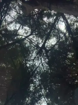 Cam4 Sex Chat of Instar