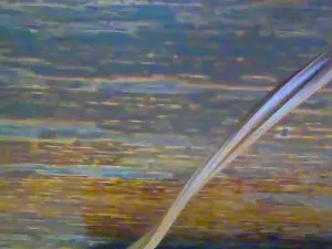 Cam4 Adult Webcam of allnighter4ever