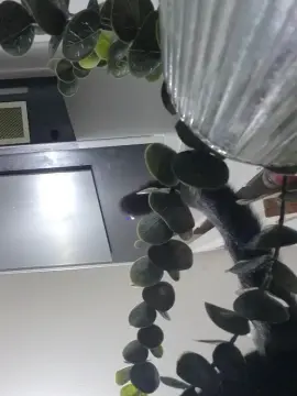 Cam4 Adult Webcams of azzad86