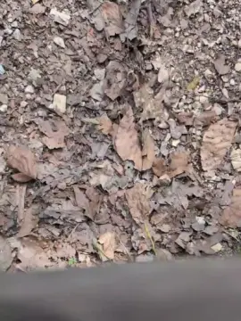 Cam4 Adult Webcams of 18cmdickforU