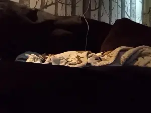 Cam4 Free Live Porn of Dazzling1986