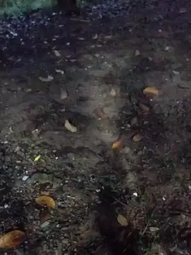 Cam4 Adult Webcams of pregnanhot