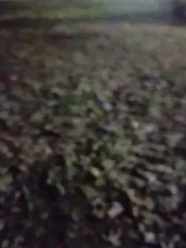 Cam4 Adult Video Chat of pregnanhot