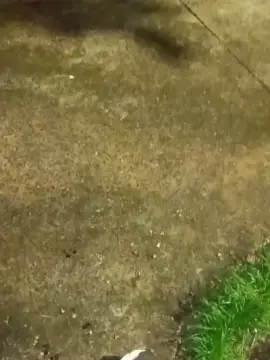 Cam4 Nude Webcam of pregnanhot