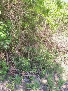 Cam4 Nude Webcam of darksecret_Lar