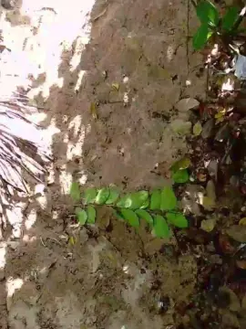 Cam4 Sex Cam of CGurizada